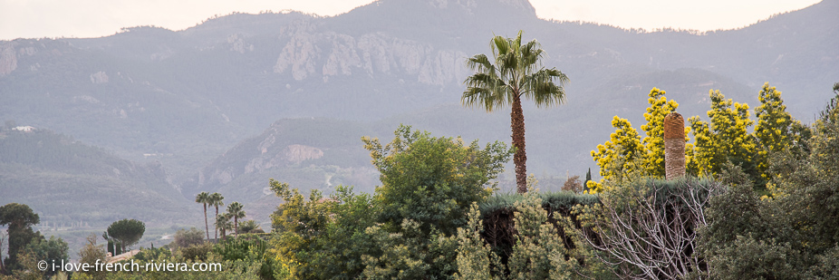 On the road from Mandelieu-La Napoule to Tanneron in winter, at the time of mimosa.